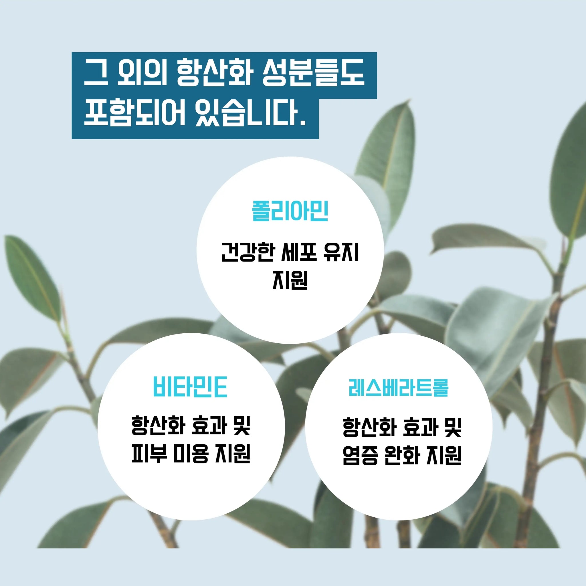 Longevity（론제비티）